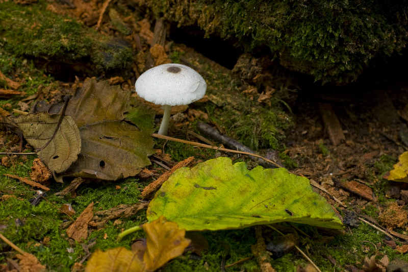Mushroom And Fallen Leaf